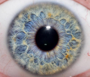 Iris azul de un ojo