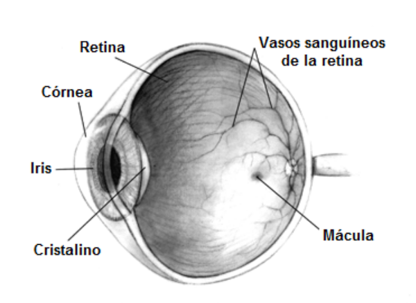 Parte del ojo
